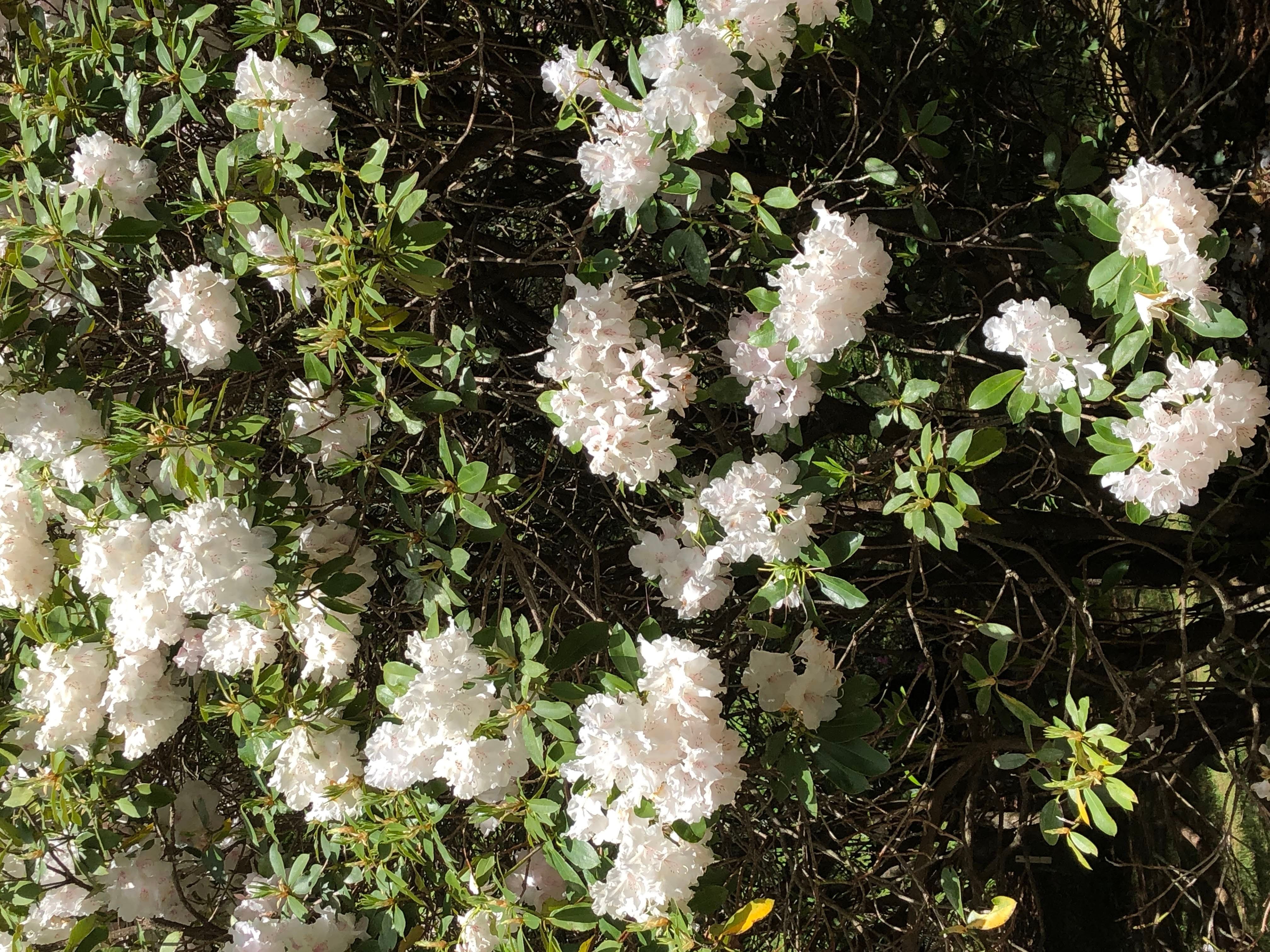 Mount Tomah Botanical Gardens Image -5be809fab6b1c